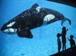 SeaWorlds Animal Exploitations