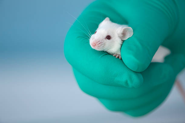 Products that Avoid Testing on Animals