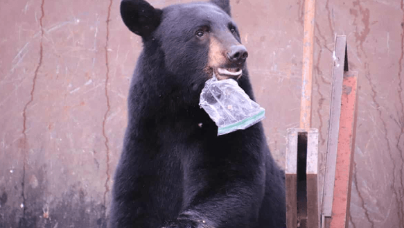 Bear Named ‘Hank the Tank’ Responsible for Twenty-one Home Invasions Has Finally Been Captured