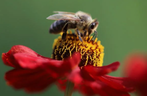 The Bee Who Made No Honey