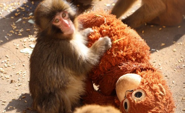 Punch the Monkey