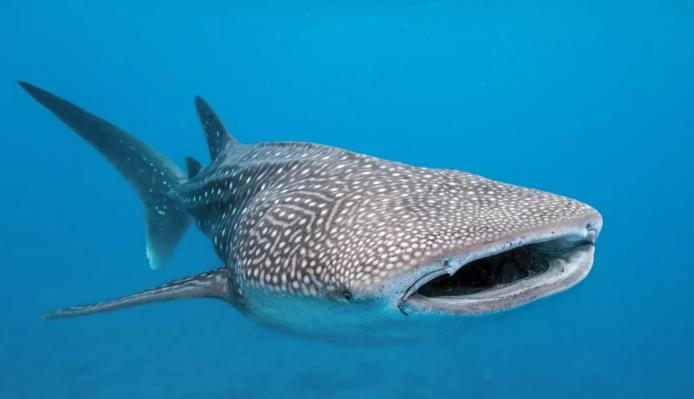 Whale Sharks